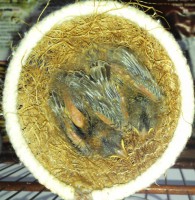 23/09/2014 Filhotes 9º dia de vida